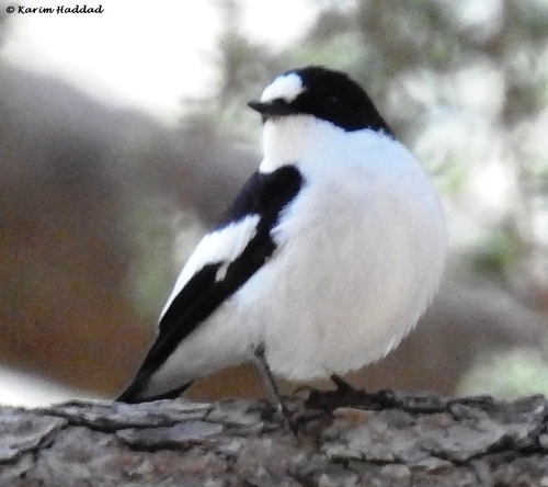 Atlas Flycatcher reference