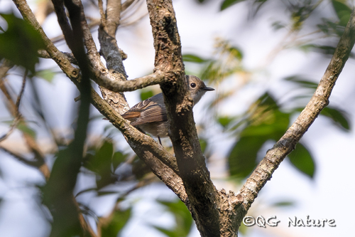 Little Pied Flycatcher reference