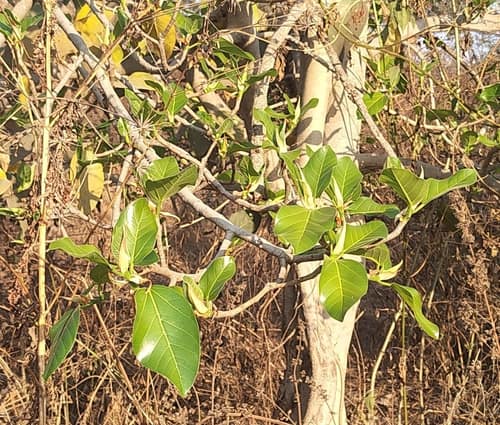 Council Tree reference