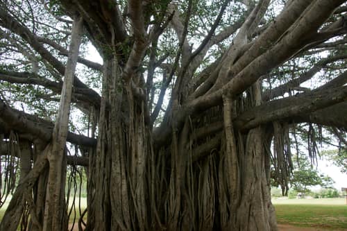 Indian Banyan reference
