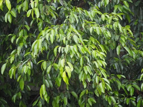 Weeping Fig reference