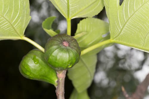 Common Fig reference