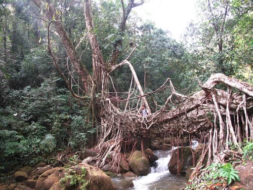 Rubber Plant reference
