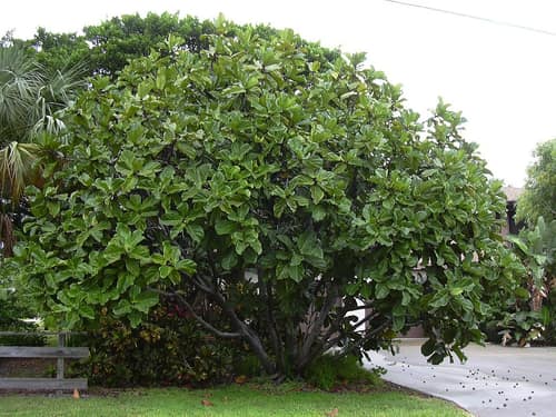 Fiddle-Leaf Fig reference