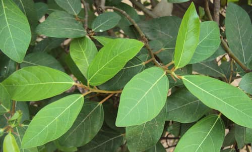 Cluster Fig reference