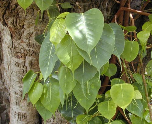 Sacred Fig reference