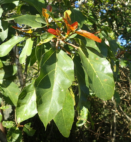 Cape Fig reference