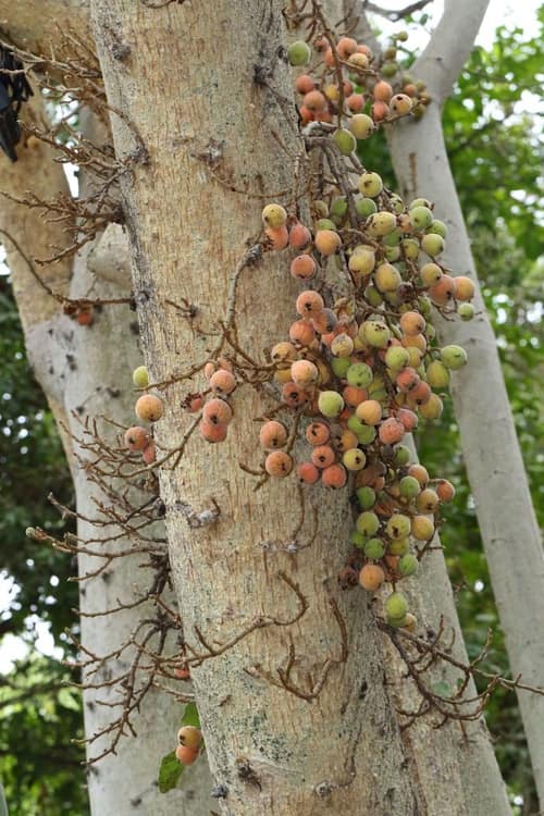 Sycamore Fig reference