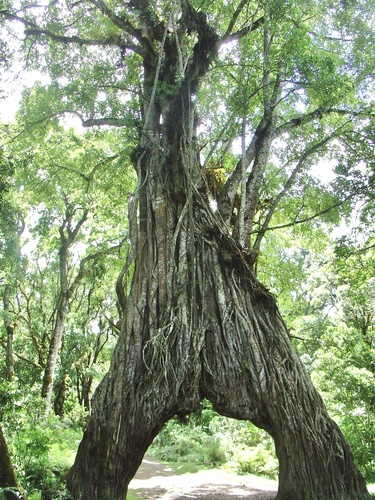 Strangler Fig reference