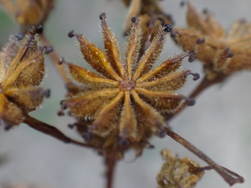 Dropwort reference