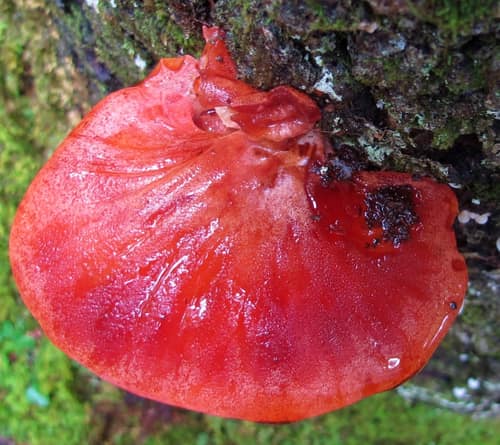 Beefsteak Fungus reference