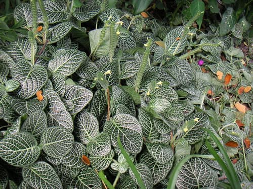 Nerve Plant reference