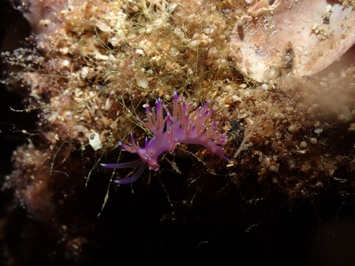 Purple Flabellina reference