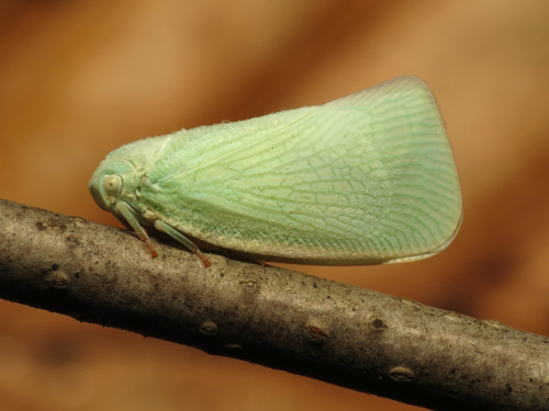Northern Flatid Planthopper reference