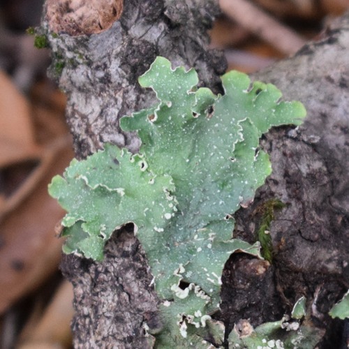 Common Greenshield Lichen reference