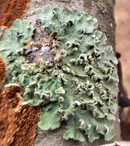 Powder-edged Greenshield reference