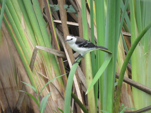 Black-backed Water-Tyrant reference