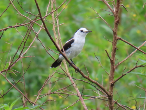 Pied Water-Tyrant reference
