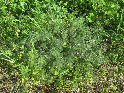 Fennel reference