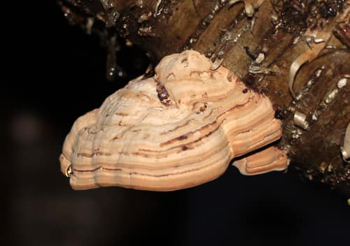 Tinder Fungus reference