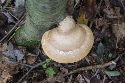 Birch Polypore reference