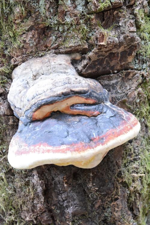 Red-Belted Conk reference