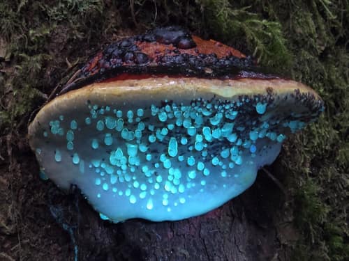 Red-Banded Polypore reference