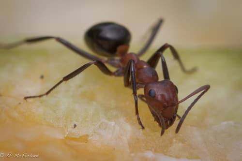 Allegheny Mound Ant reference