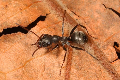 Silky Ant reference