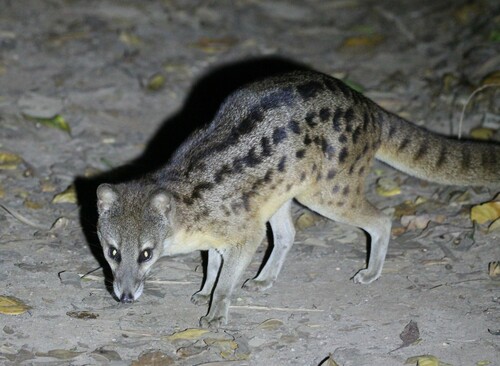 Malagasy Civet reference