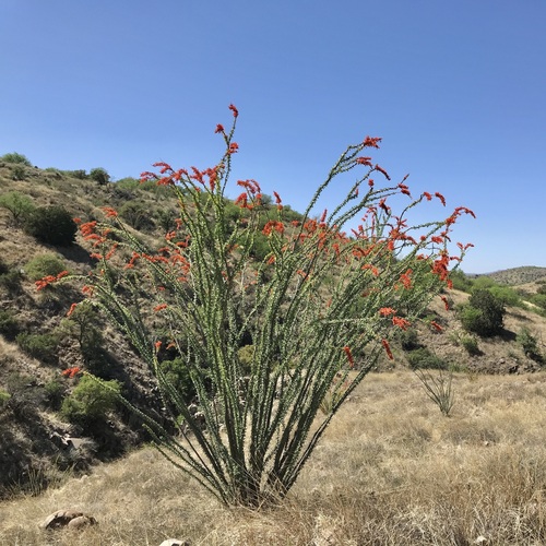 Ocotillo reference