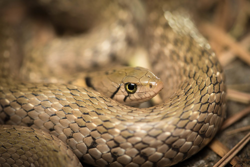 Checkered Keelback Water Snake reference