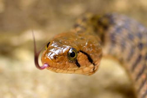 Checkered Keelback reference