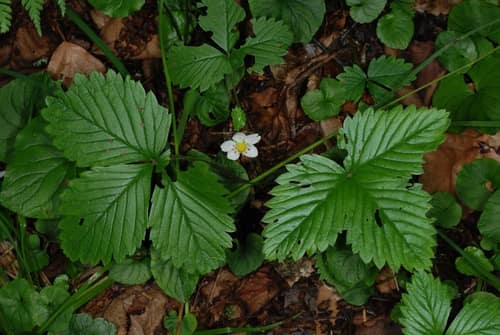 Wild Strawberry reference