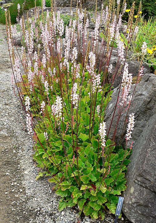 Bridal Wreath reference