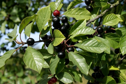 Alder Buckthorn reference