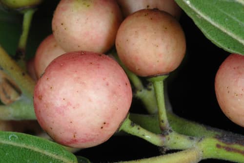 Carolina Buckthorn reference
