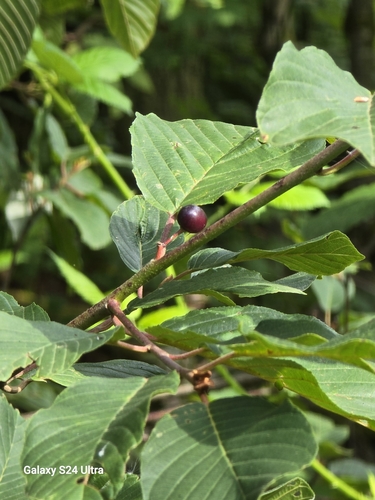 Cascara Sagrada reference