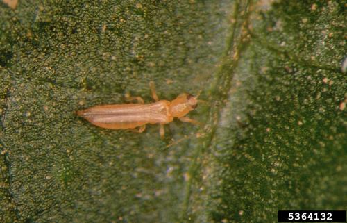Western Flower Thrips reference