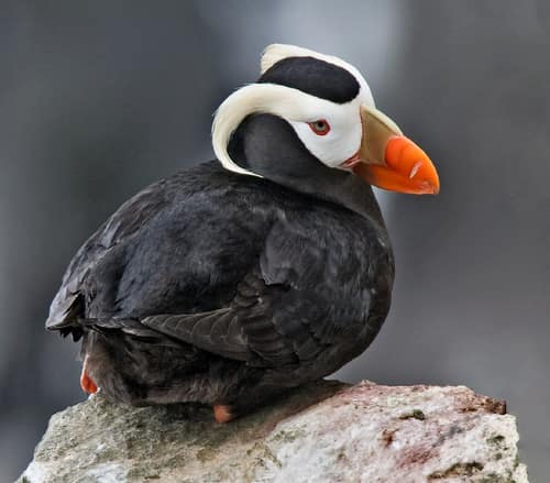 Tufted Puffin reference
