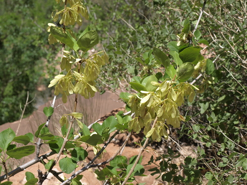 Singleleaf Ash reference