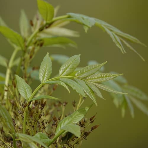 European Ash reference