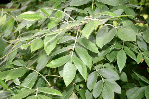 Oregon Ash reference