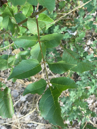 Manna Ash reference