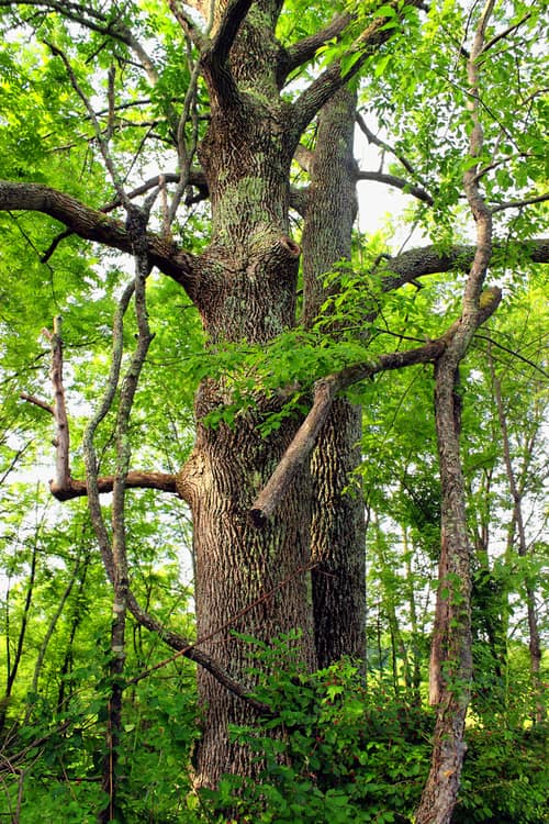 Green Ash reference