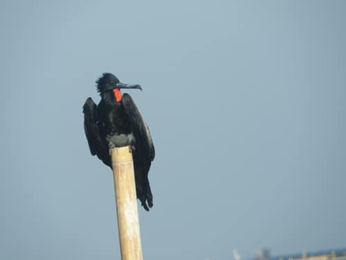 Christmas Island Frigatebird reference
