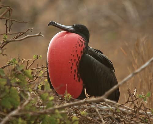 Magnificent Frigatebird reference