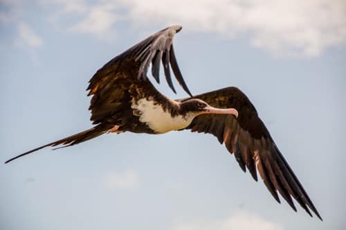 Great Frigatebird reference