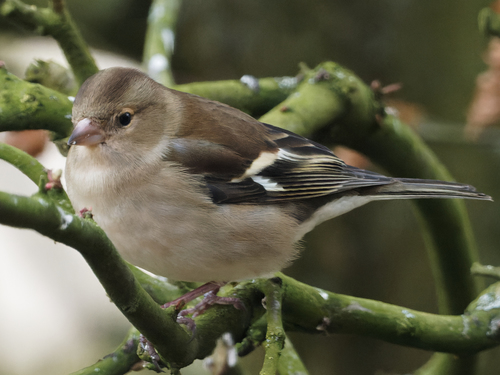 Common Chaffinch reference