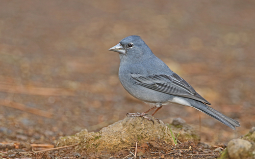 Tenerife Blue Chaffinch reference